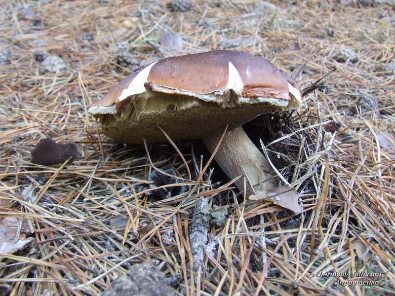 Старый польские гриб