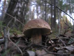 Белый гриб в березовом лесу