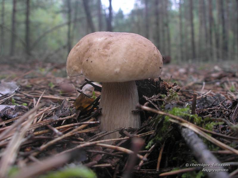Белый гриб в хвое