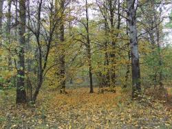 В лиственном лесу осенью