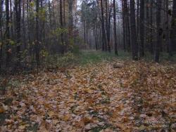 В лесу поздней осенью