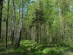 Дорога в березовом лесу