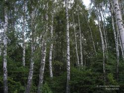 Заросший березовый лес