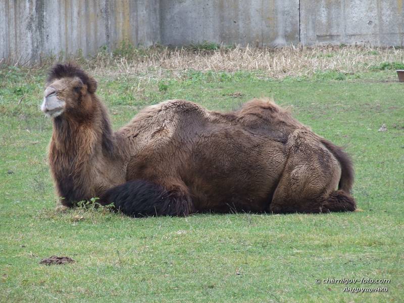 Верблюд в Менском зоопарке