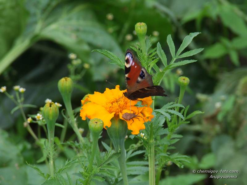 Бабочка Павлиный Глаз на цветке Бархатцев