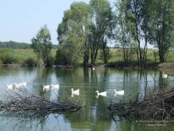 Утки на озере у села Чернотичи