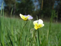 Хрупкие цветочки на поляне