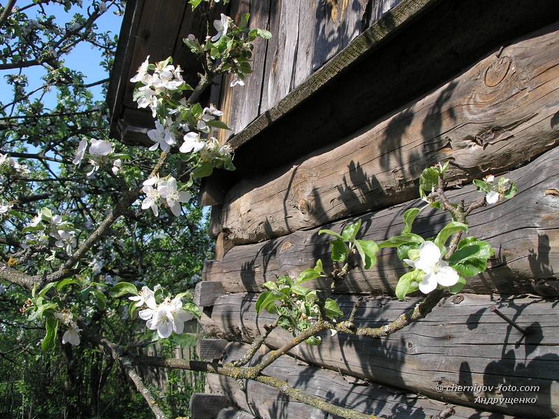 Цветение яблони у деревянного дома