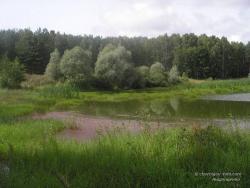 Маленькое озеро на окраине леса