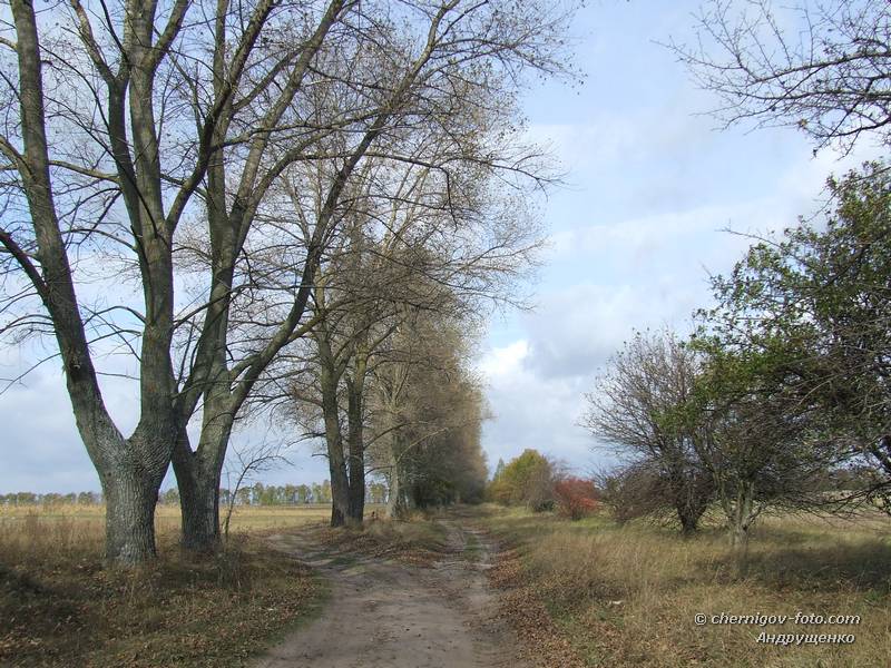 Ряд тополей на окраине поля осенью