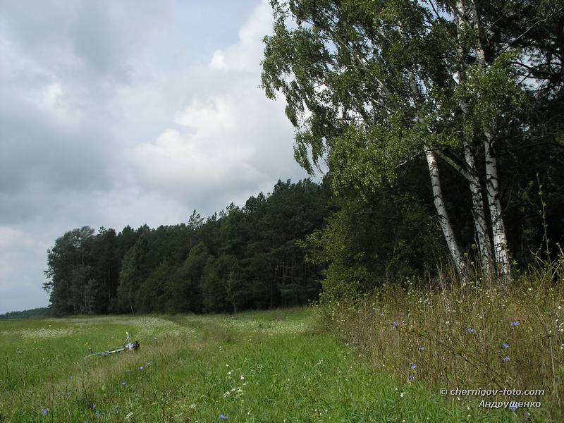 Сосново-березовый лес вдоль поля