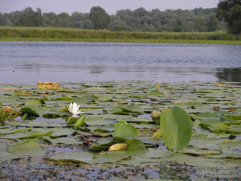 Белая лилия на озере