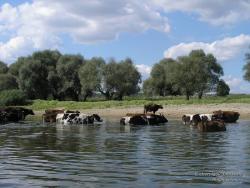Коровы в воде