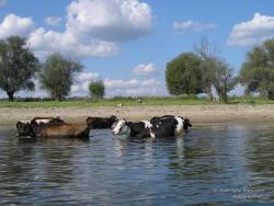 Коровы спасаются от жары в воде
