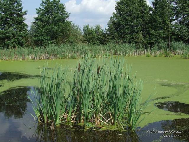 Куст рогоза широколистного в заболоченном озере