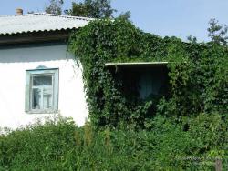 Обвитый диким виноградом вход в сельский дом в селе Кудровка