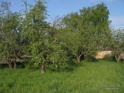 Яблоневый сад весной