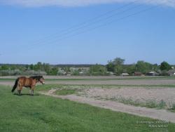 Конь на окраине села Кудровка