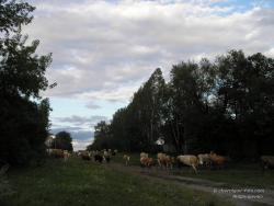 Стадо коров на сельской улице