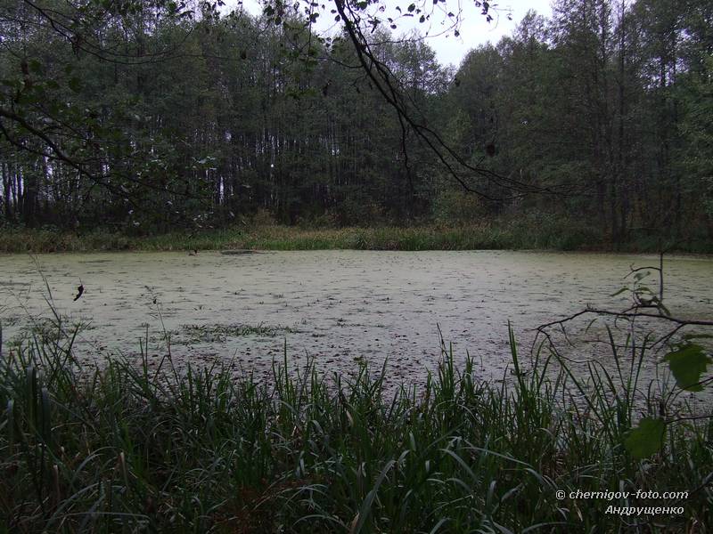 Заболоченное озеро в сосновом лесу зимой