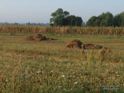 Убранное поле зерновых