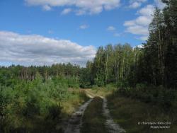 Дорога на опушке леса