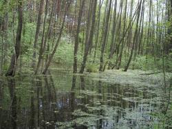 Вешние воды в лесу