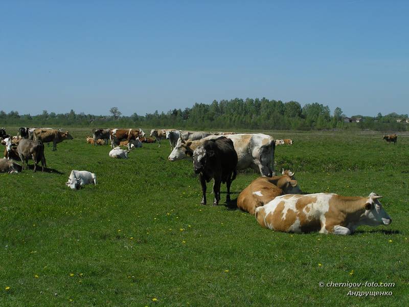 Коровы на весеннем лугу