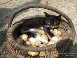 Котенок отдыхает в корзине с картошкой