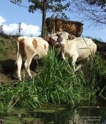 Три коровы над рекой