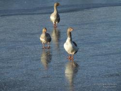 Три веселых гуся с недоумением смотрят на первый лед