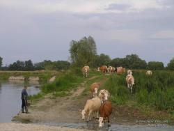 Коровы у реки