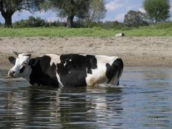 Корова в воде