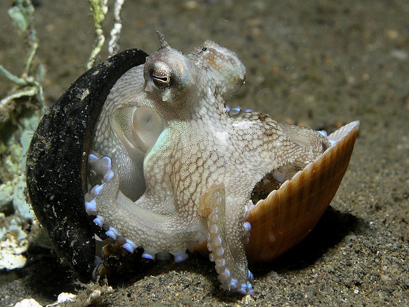 Пример умного осьминога, использующего раковины раковины, чтобы выглядеть более пугающим, чем использовать их в качестве щита